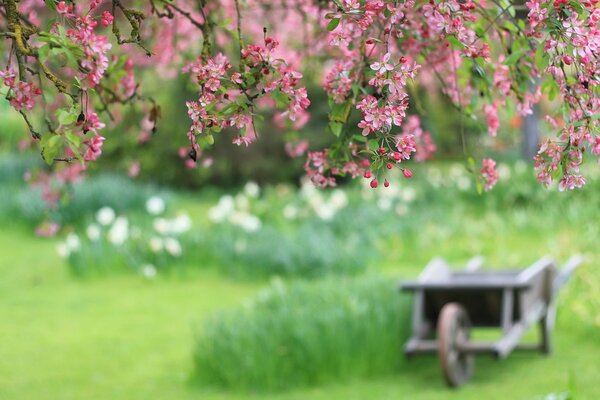 Rosa Blütenblätter einer blühenden Kirsche