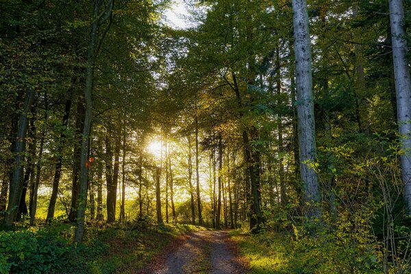 Voyage en Suisse route dans la forêt