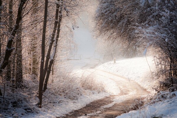 Winter snow-covered droga in the forest