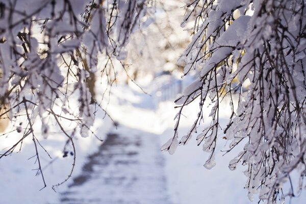 Inverno in piccole cose: rami di alberi innevati