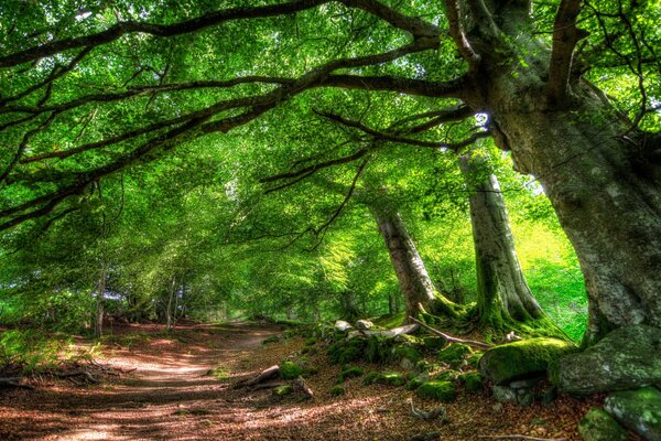 La strada va in lontananza e sul ciglio della strada ci sono vecchi alberi