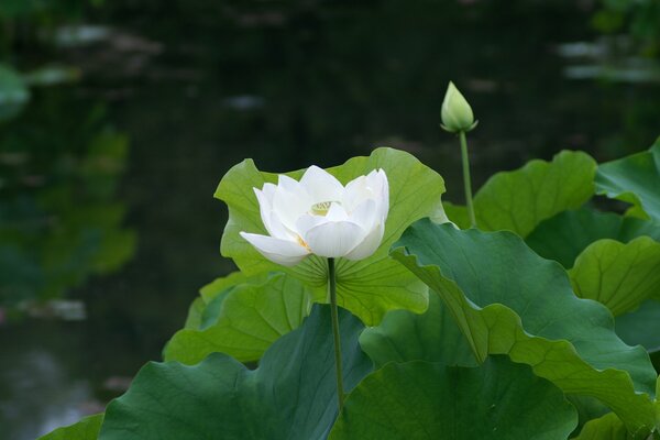 Lotus blanc fleuri sur l étang