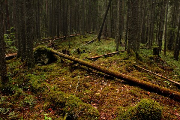 Forêt avec des bois tombés et de la mousse