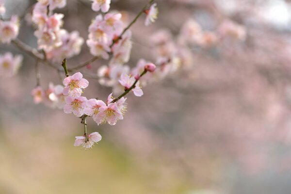 Cherry blossoms, macro photography