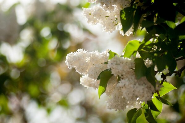 Der Frühling ist gekommen, der Flieder blüht