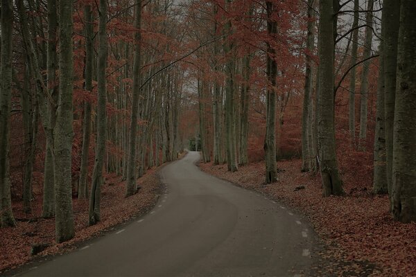 Route de forêt d automne sombre en Suède