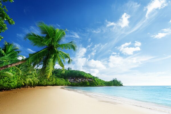 Beach by the sea with palm trees