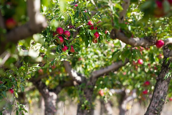 Apple tree. Red apples on the branches