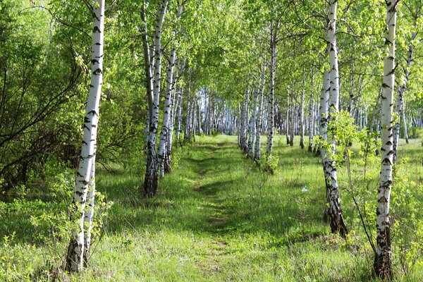 Березовая роща летний лес красота