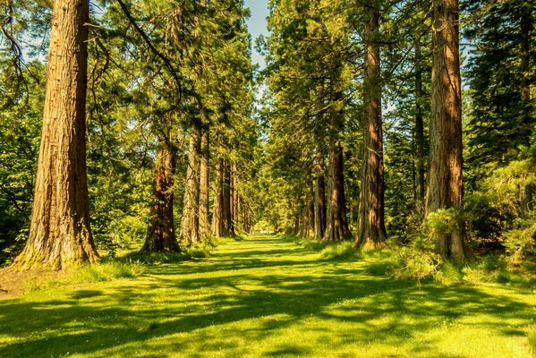 Natura solare estiva nella foresta