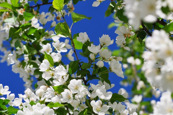 Jasmin-Busch auf Himmelshintergrund