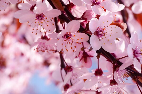 Spring cherry branch with flowers