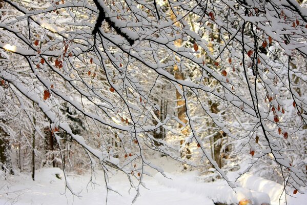 Wald Natur im Winter