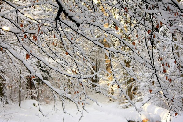 Naturaleza forestal en invierno