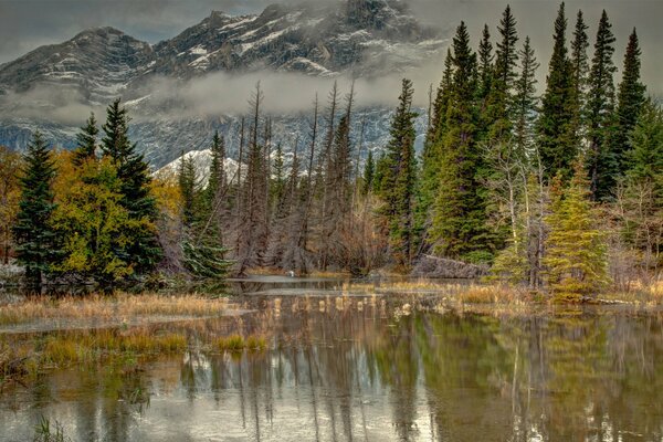 Wald vor dem Hintergrund der Berge. Reflexion im Wasser