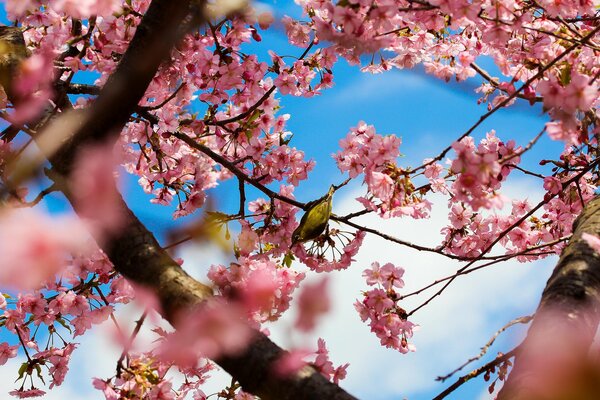 Flor de cerezo en Japón en Tokio