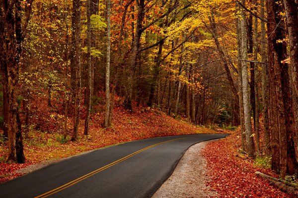 Arbres en automne près de la route