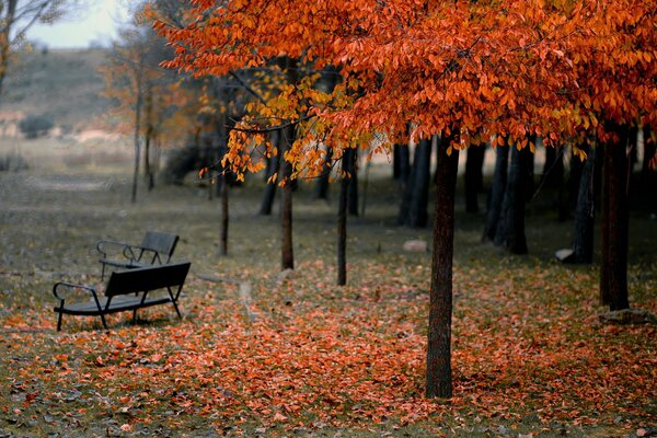 Cloudy day in the autumn park