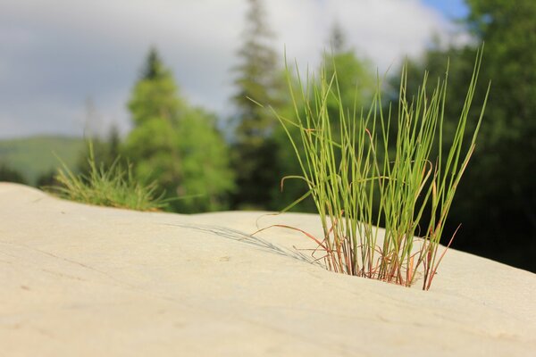 Golden sand and green grass