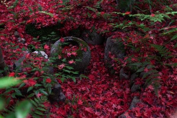 Gefallene rosa Blätter des japanischen Ahorns