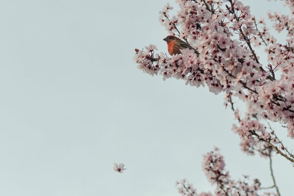 Ein Vogel mit orangefarbener Brust sitzt auf einer blühenden Sakura