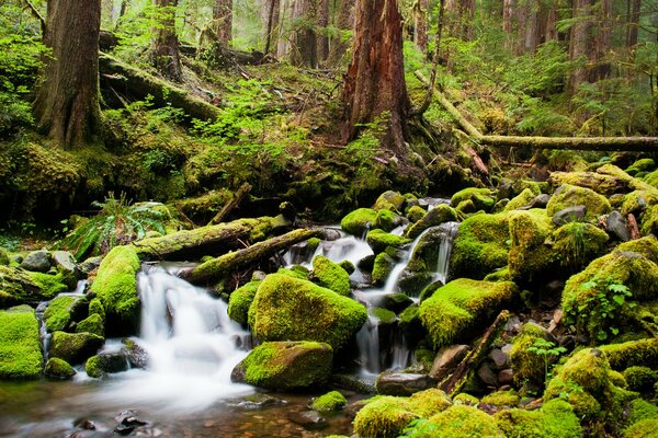 C è un ruscello che scorre nella foresta intorno agli alberi verdi