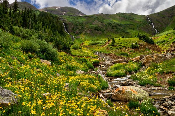 Montagne di campo con alberi e alberi