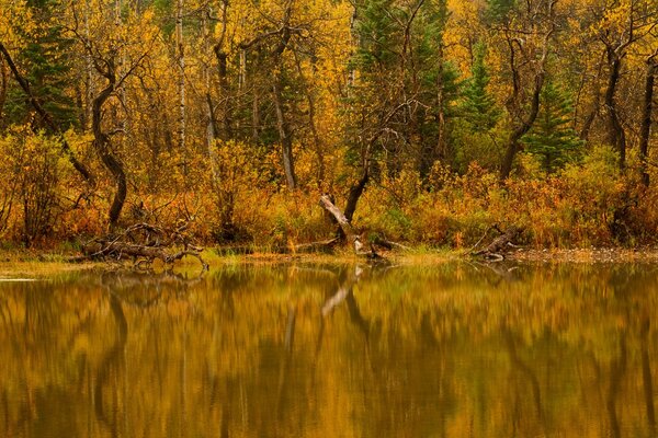 Herbstliche Natur. See und Wald