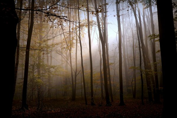 Geheimnisvoller und nebliger Herbstwald