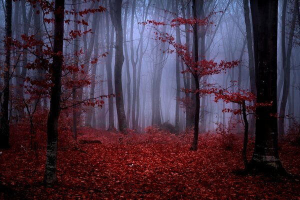 Niebla en el bosque de otoño. Hojas rojas