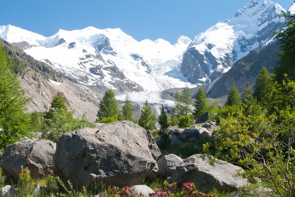 Cime innevate tra pietre e fiori