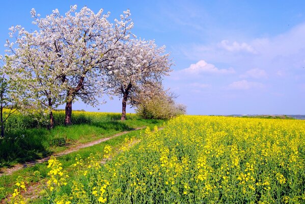 An endless field with yellow flowers and flowering trees