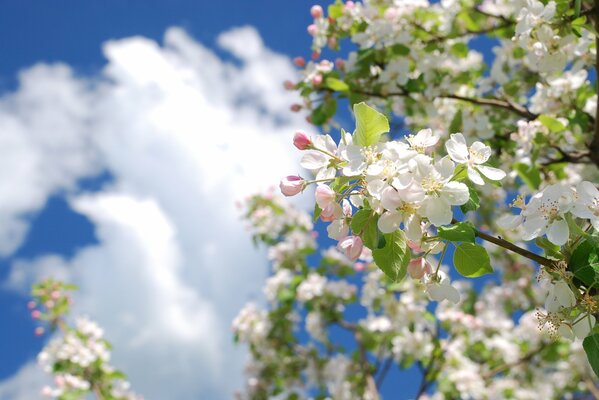 Blühender Apfelbaumzweig im Frühling