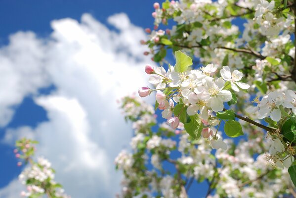 Rama de Manzano floreciente en primavera