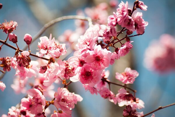 Colores de primavera de madera en flor