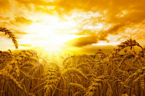 The sun is among our grain fields