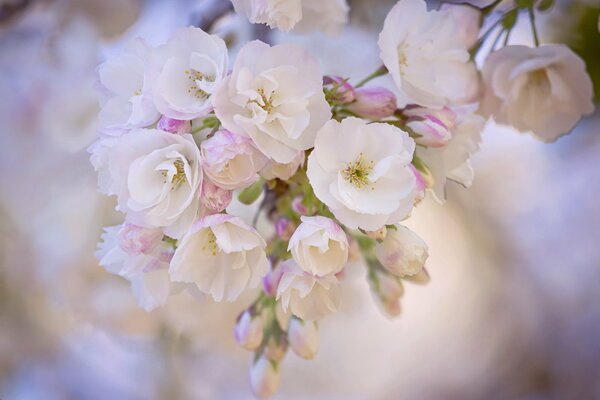 Fleurs de printemps sur fond flou