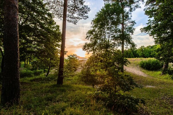 Der Weg durch den Wald zum Sonnenaufgang