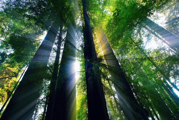 Luce dei raggi del sole nella foresta della California