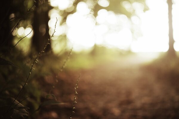 Macro shooting of grass in the forest