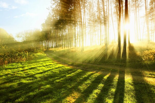 Les rayons du soleil illuminent la forêt verte