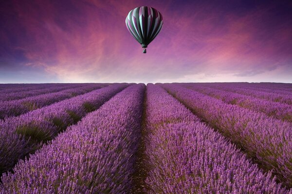 Globo sobre un campo de lavanda