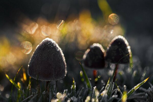 Pilze mit Sonnenlicht überflutet