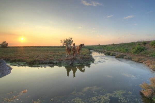 Three horses are standing on the bank of a watering hole in the rays of the setting sun