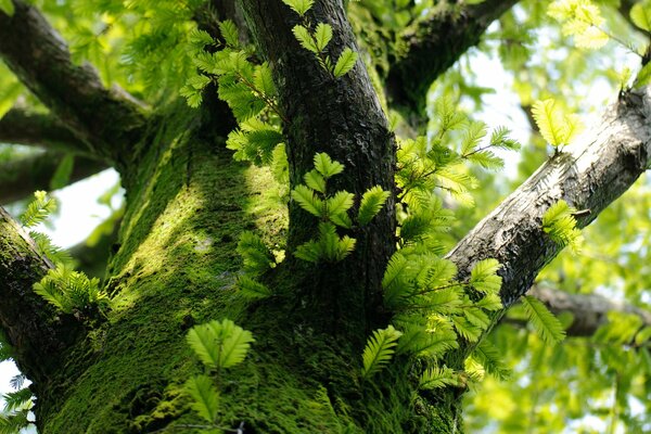 Muschio, rami e foglie verdi sull albero