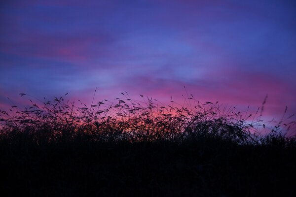 Crimson sunset in a field of flowers