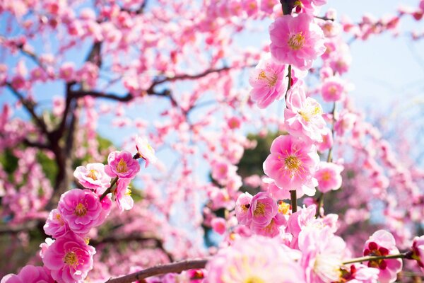 Alberi primaverili in fiore di rzov