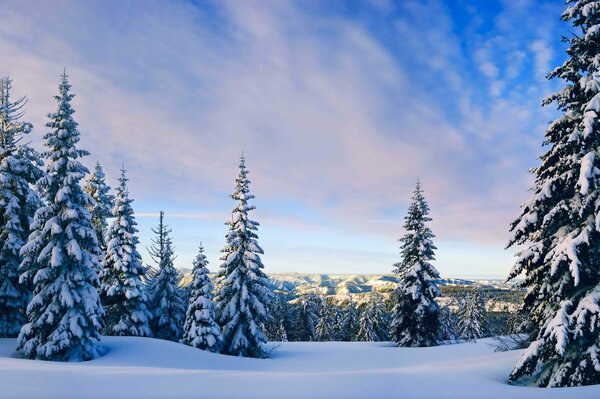 Blauer Himmel im Winterwald