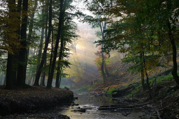 A ray of sunlight breaks through the crowns of trees