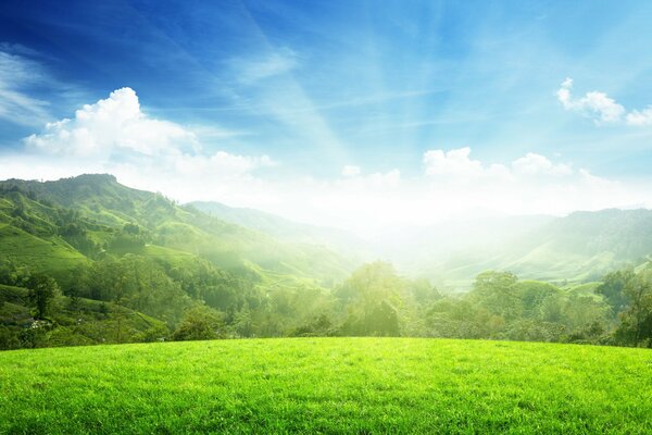 Paysage avec des arbres sur les pentes des collines